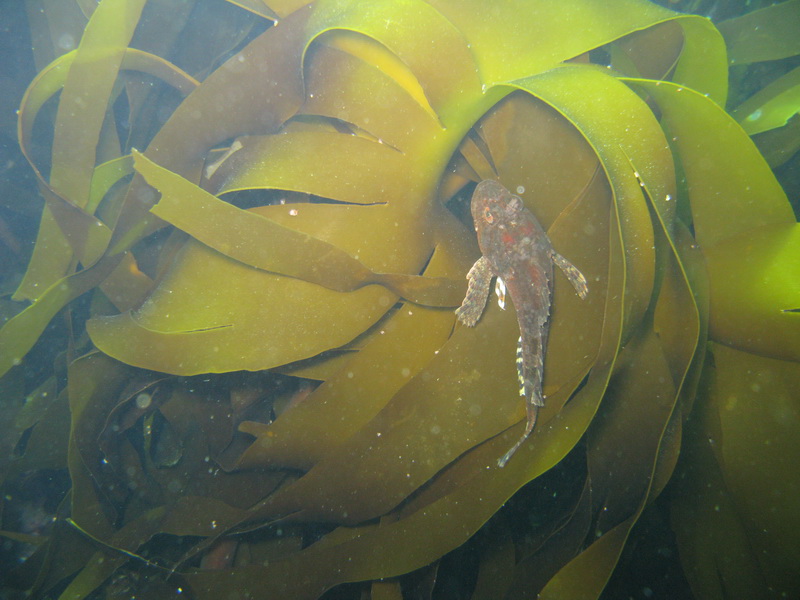 Баренцево 08.2009 Баренцево 08.2009