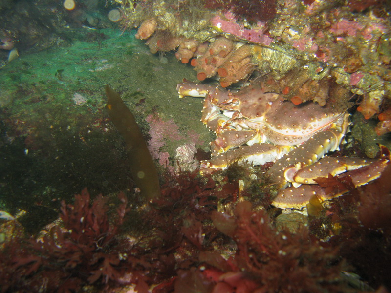 Баренцево 08.2009