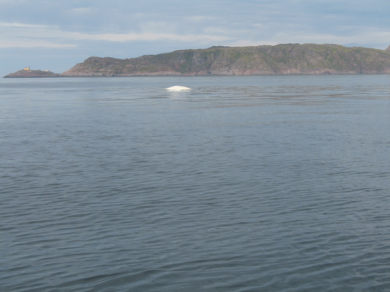 Баренцево 08.2009