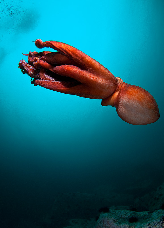 Бухта Витязь