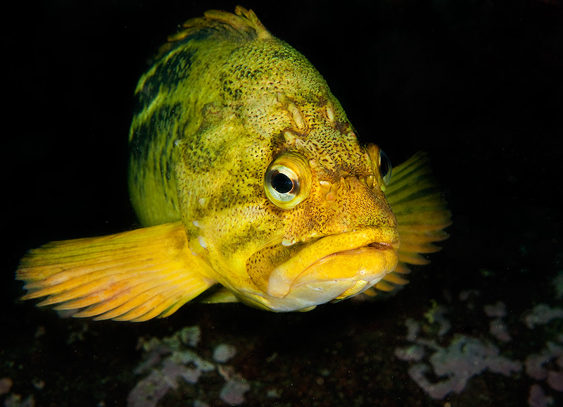 Бухта Витязь