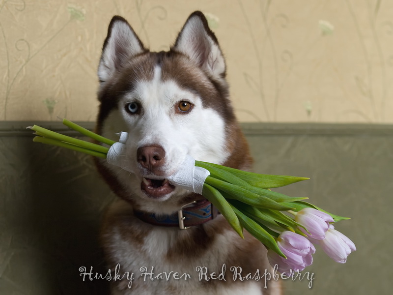 С 8 Марта! С 8 Марта!