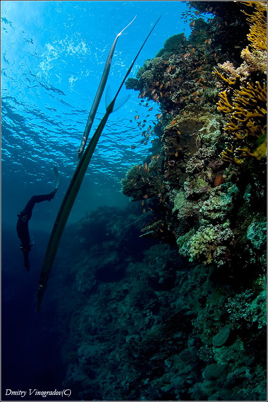 Красное море, 2009
