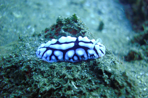 Бали  26.02-10.03.2010