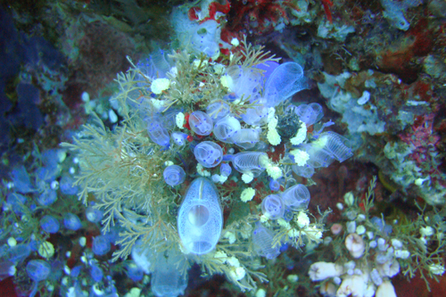 Бали  26.02-10.03.2010