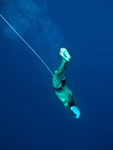 скалопендра скалопендра