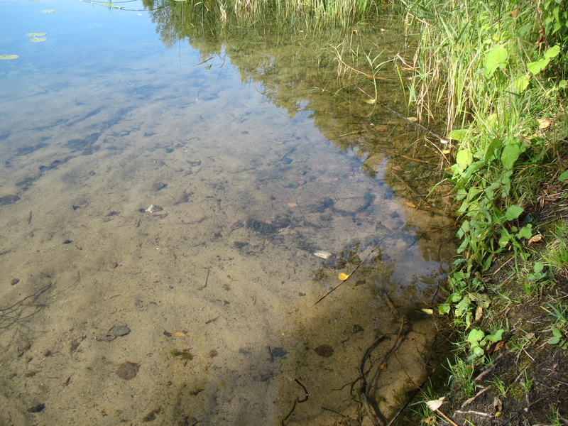 оз.Белое(б.Алоль)12.09.2009г.