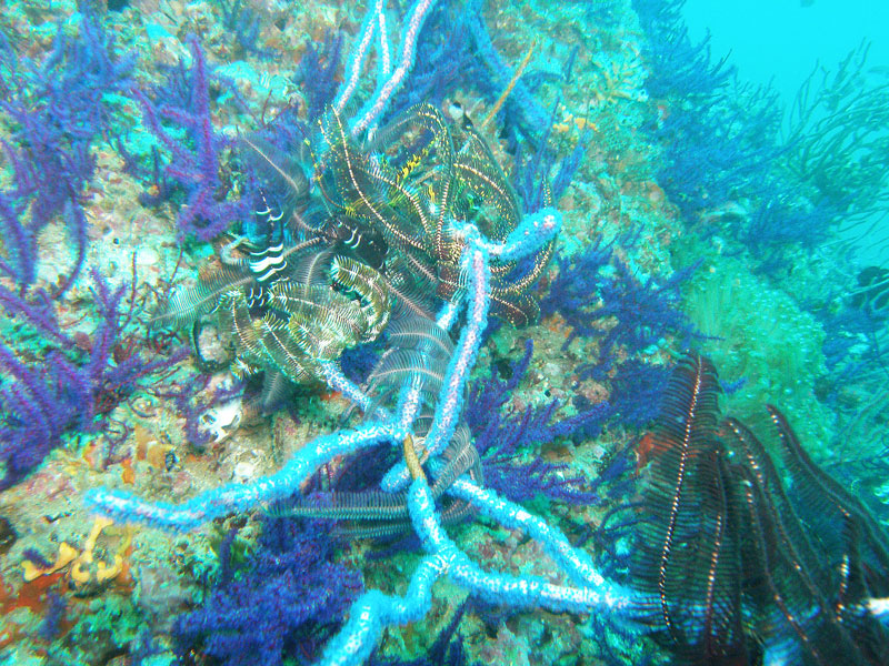 Буйство красок