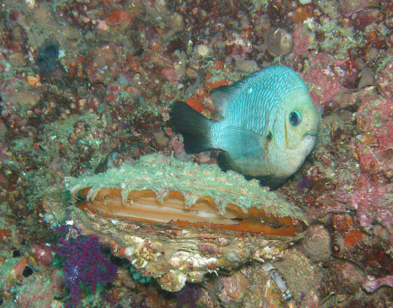 Жемчужница