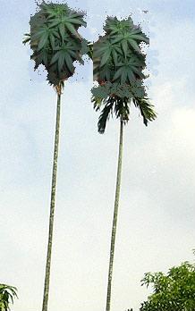 Пальмы