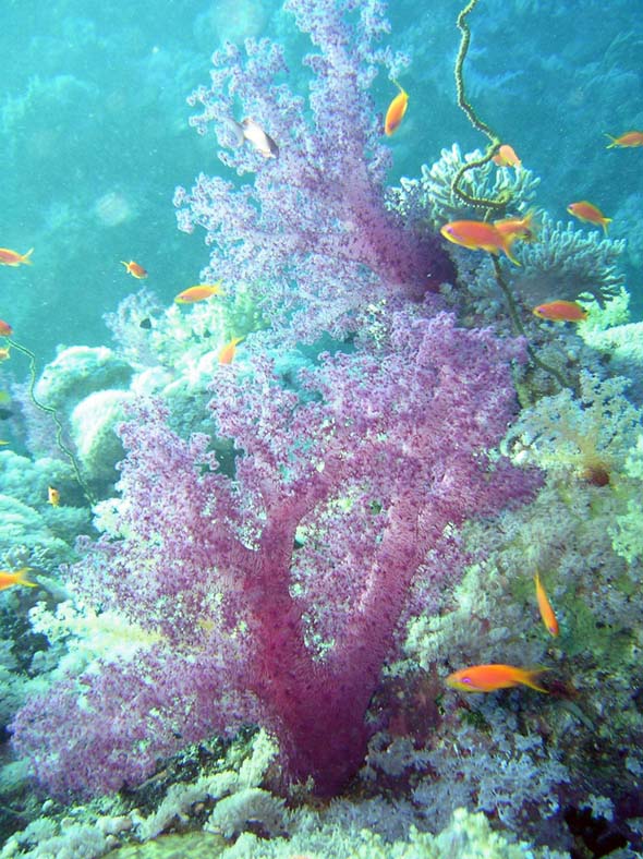 Красное море, октябрь 2005