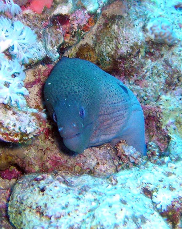 Любопытная мурена (или уставшая от нас, любопытных?) Любопытная мурена (или уставшая от нас, любопытных?)