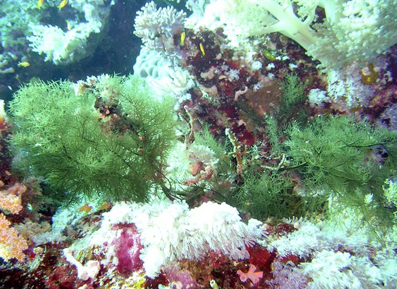 "Сам ты - ёлка!!!" "Сам ты - ёлка!!!"