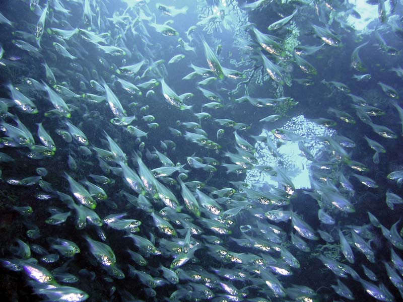 супчик... супчик...