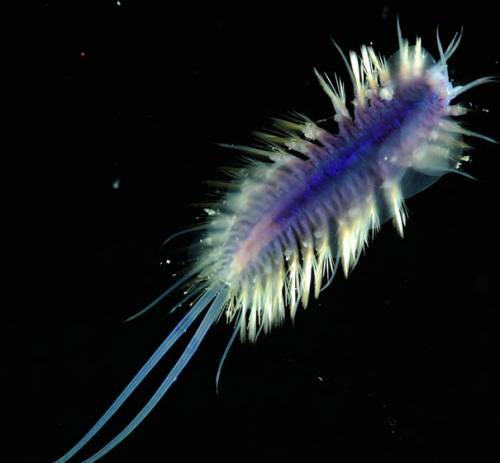 Необычный подводный мир Необычный подводный мир