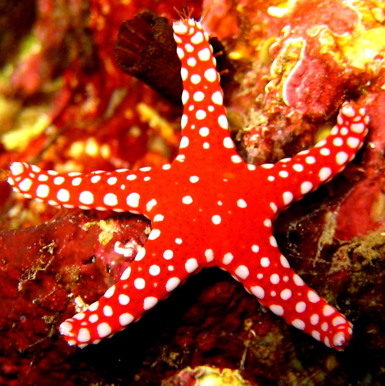 Морская звезда. Морская звезда.