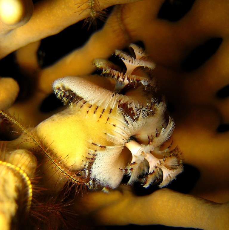 Морской трубчатый червь. Морской трубчатый червь.