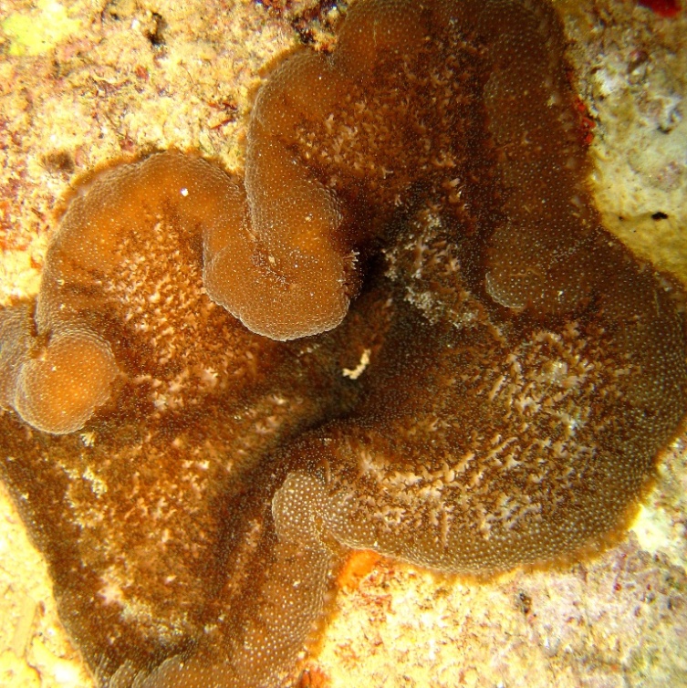 Липкая актиния.