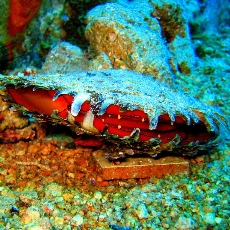 Жемчужница. Жемчужница.