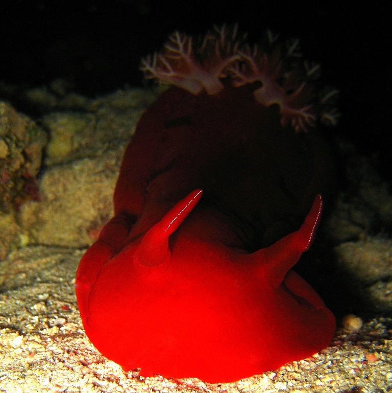 Испанский танцор. Испанский танцор.