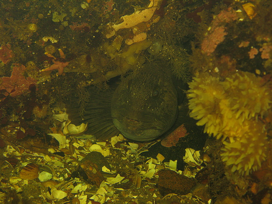 море ласковое, Белое