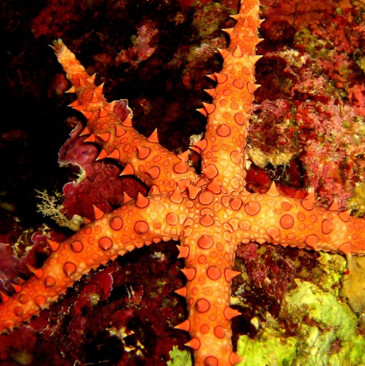 Морская звезда. Морская звезда.