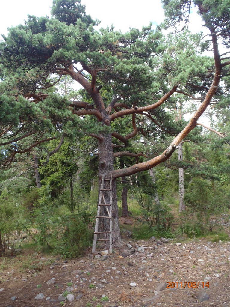 Ладога 2011. Морской Охотник. Ладога 2011. Морской Охотник.