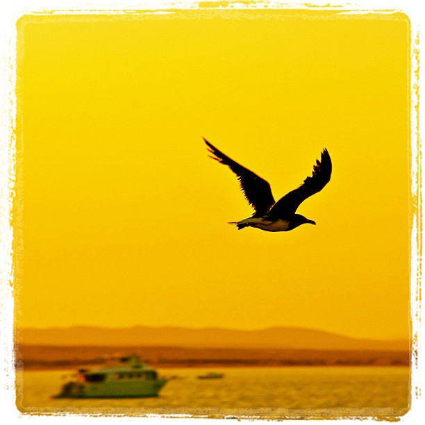 Red Sea Seagull
