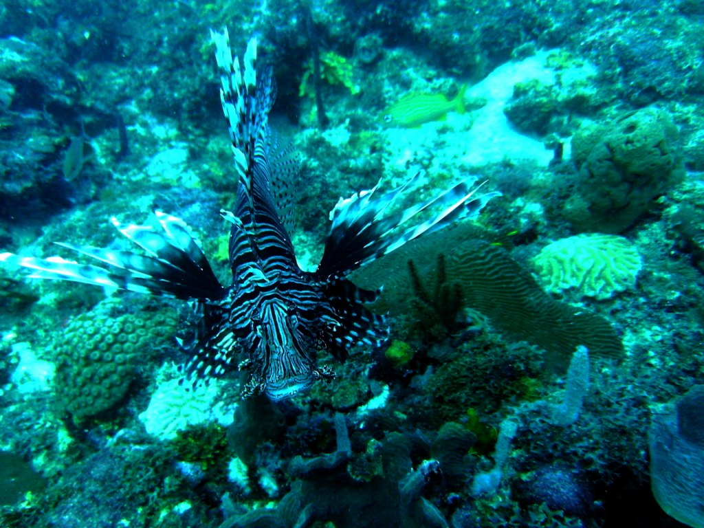 День Мирового Океана в Бока Чике. Доминикана День Мирового Океана в Бока Чике. Доминикана