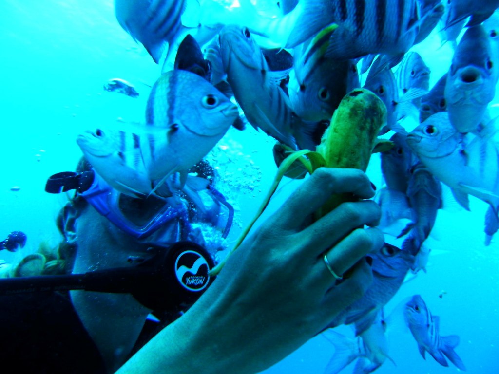 День Мирового Океана в Бока Чике. Доминикана День Мирового Океана в Бока Чике. Доминикана