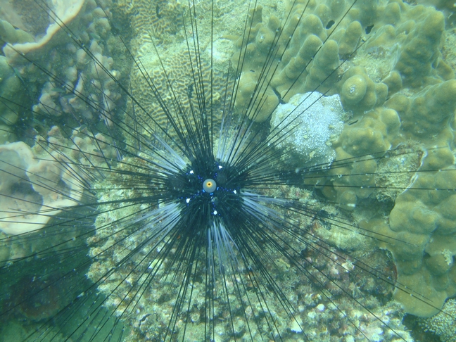 Phu-Quoc