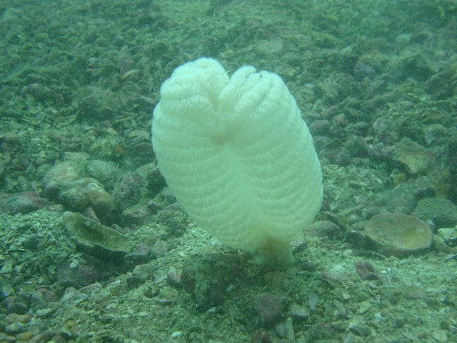 Phu-Quoc