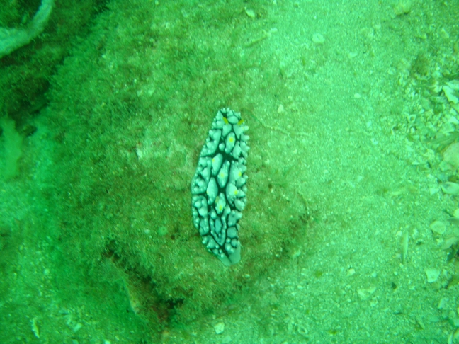 голожаберник голожаберник