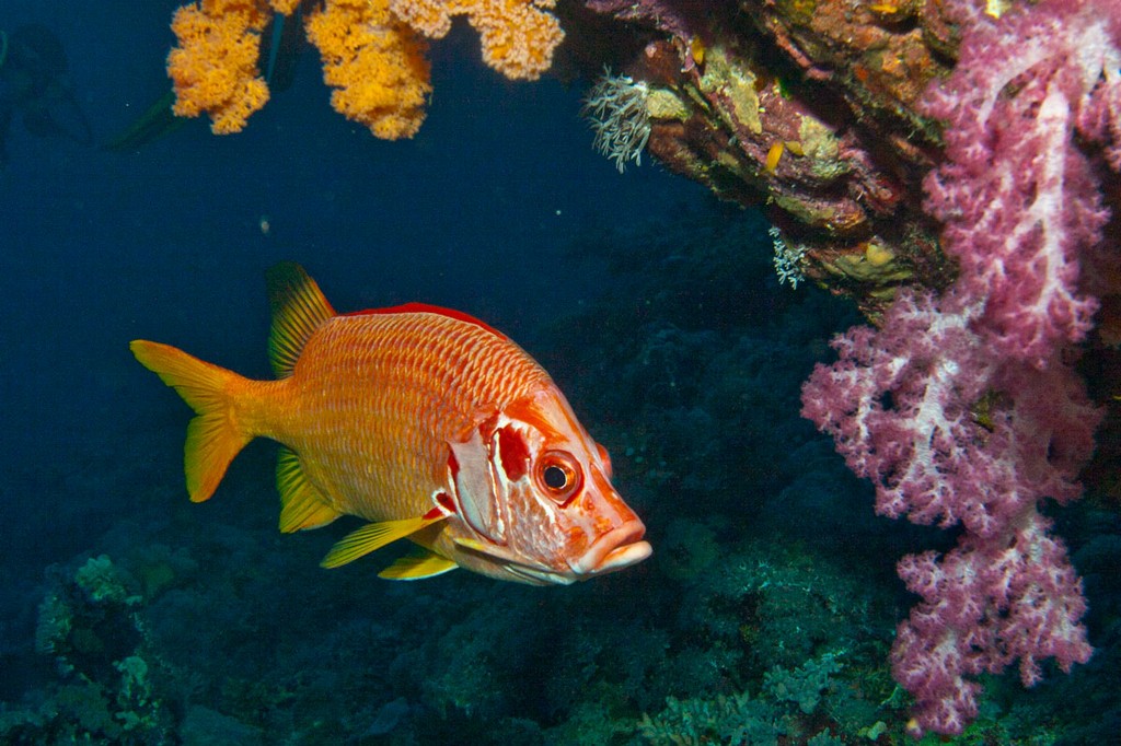 Судан_январь 2012 Судан_январь 2012