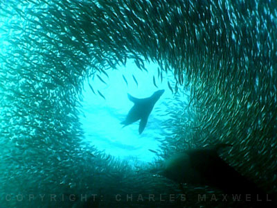 SardineRun
