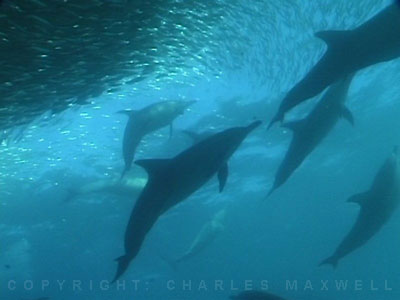 SardineRun3