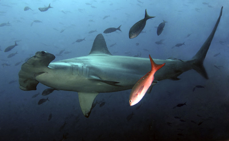 Галапагосы 2012 Галапагосы 2012