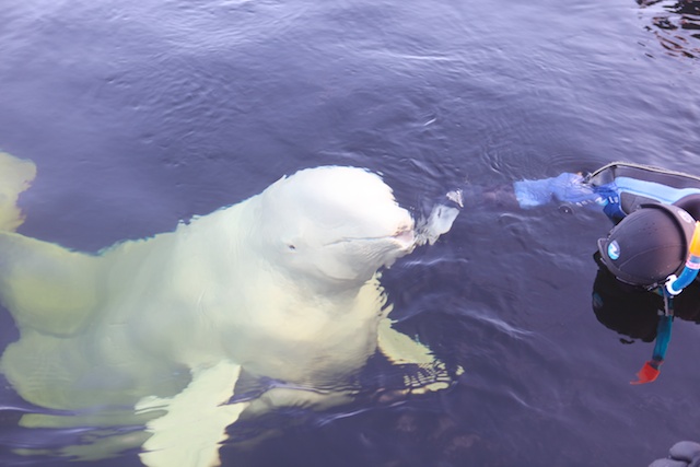 Белое. д-ц "Полярный круг" Белое. д-ц "Полярный круг"