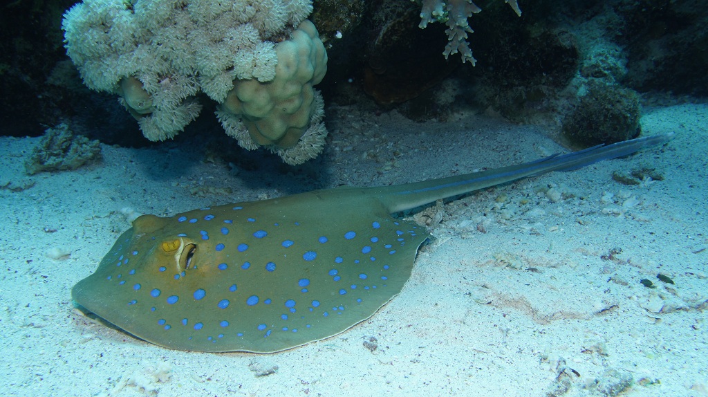 Сафари Египет май 2012 Сафари Египет май 2012