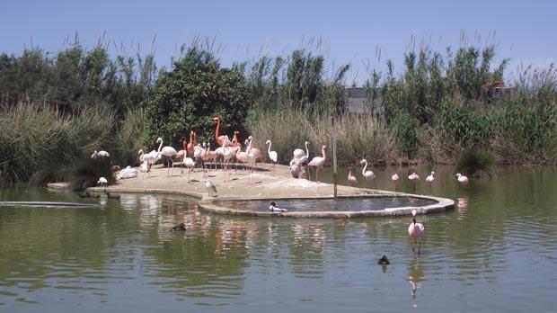 Salina Birds Park