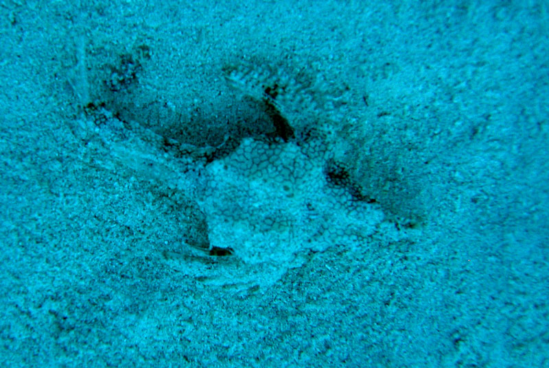 Что это? Что это?