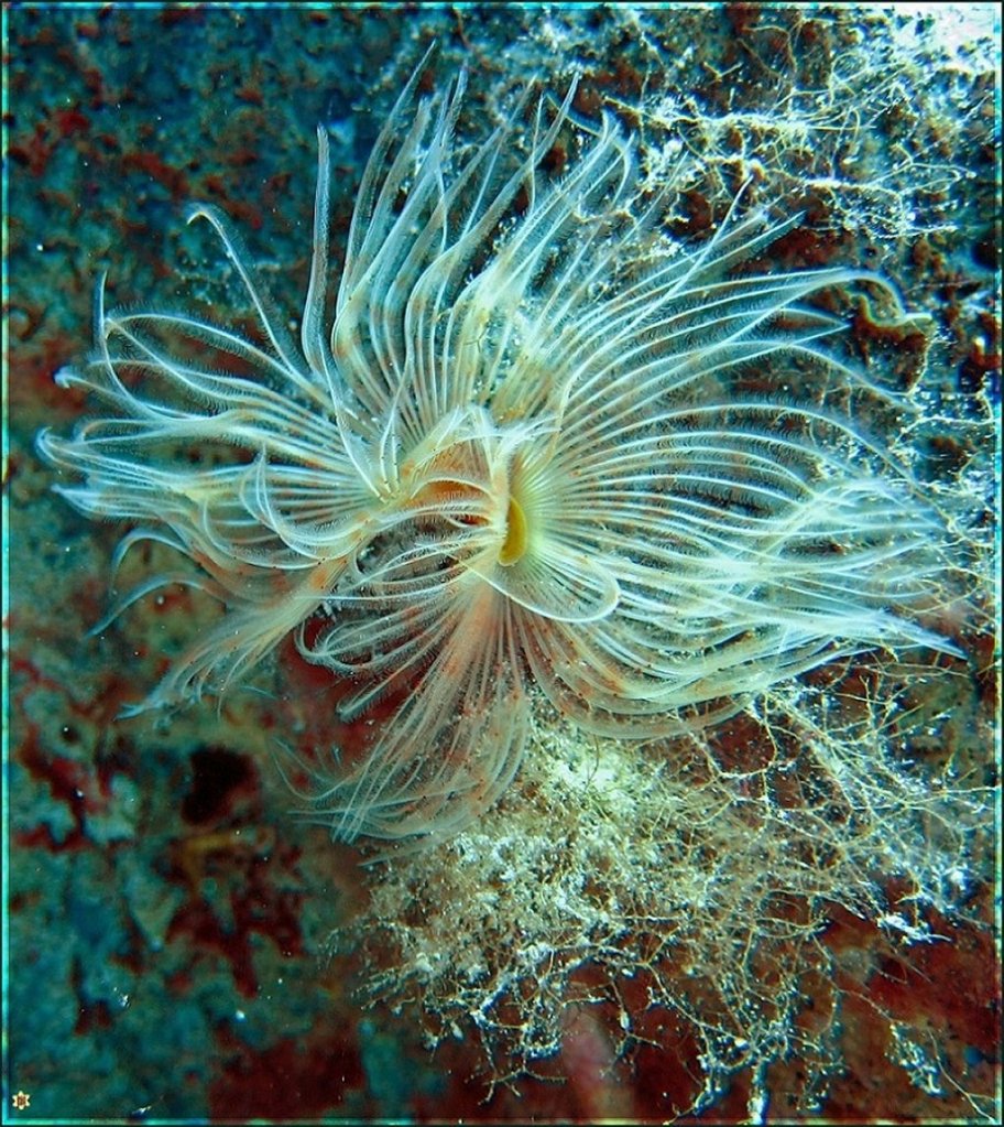 трубчатый червь яркий трубчатый червь яркий