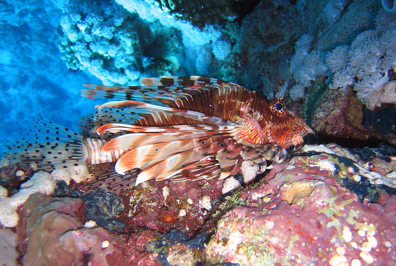 Хургада - 2007 Хургада - 2007