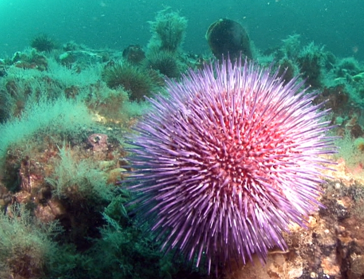 Echinus esculentus