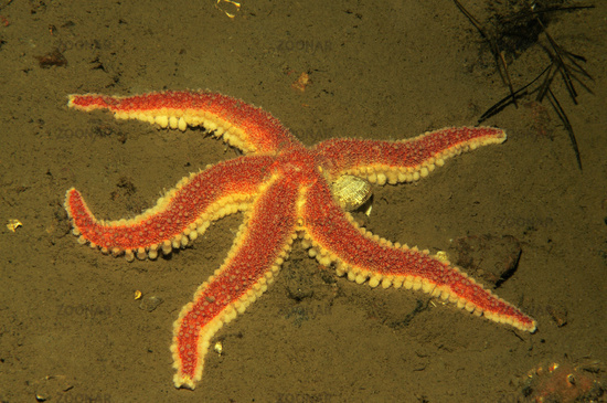 Urasteriars