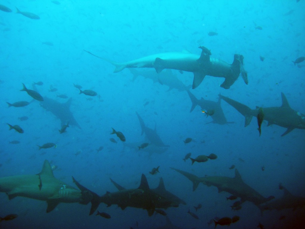 Галапагосы