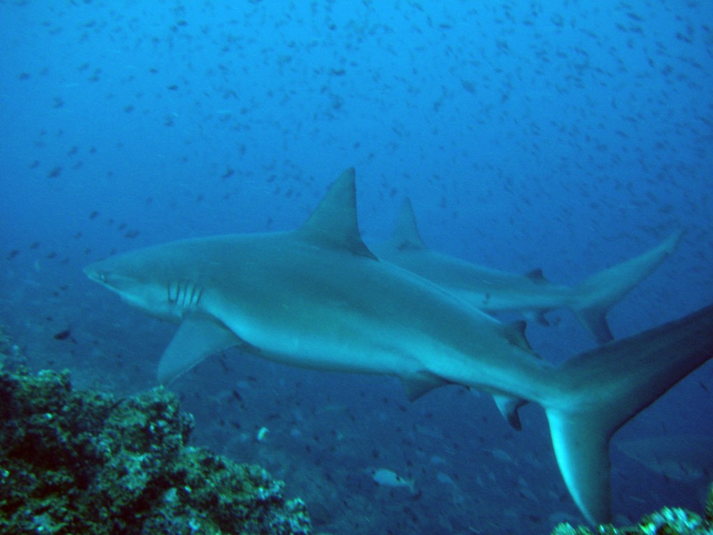 Галапагосы Галапагосы