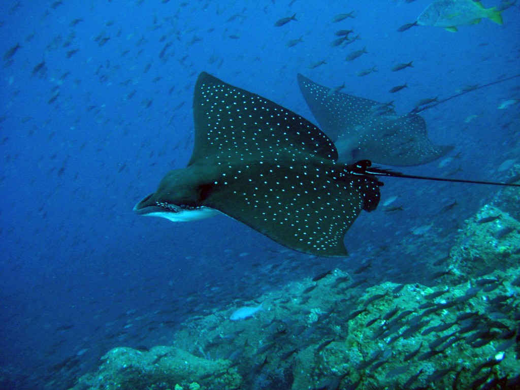 Галапагосы Галапагосы