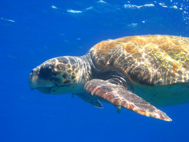 Caretta caretta Каш\Nautilus