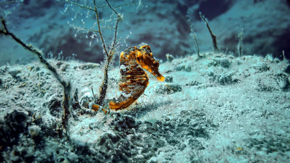 Морской конек. Каш\Nautilus
